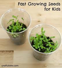 Fast Growing Seeds For Kids Growing Seeds Growing Seeds Kids Planting For Kids