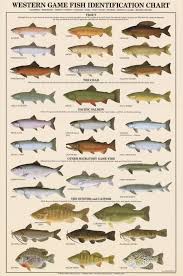 western game fish identification poster freshwater fish charts