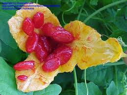 Image result for Momordica balsamina