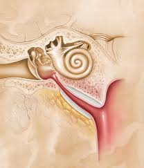 Image result for Eustachian Tube Dysfunction