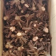 Check spelling or type a new query. Tropical Resistant Fast Grow Paulownia Royal Empress Tree Roots Buy Pawlina Kiri Tree Fast Grow Seeds Good Species Seeds Super Paulownia Timber Uses Seeds Tree Roots For Planting Product On Alibaba Com