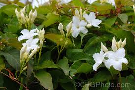 Image result for dipladenie suaveolens obrázek