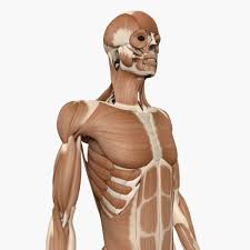 And different types of muscles in the body perform different structure. Muskelsystem 3d Modell Turbosquid 838279
