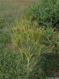 Image result for Cyperus esculentus