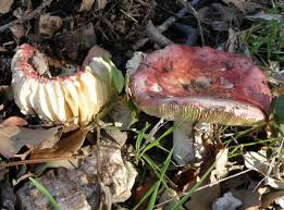 Image result for Russula vinacea