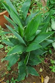 Image result for Maranta arundinacea