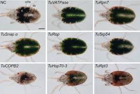 Image result for spotted spider mite