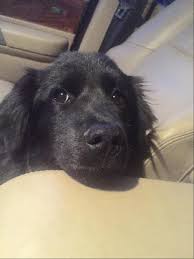 Adopt Raven On Dog Adoption Shepherd Mix Dog Dogs