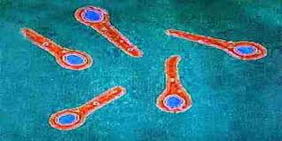 Clostridium perfringens (formerly known as c. Presentation On Clostridium Tetani Assignment Point