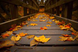 Check spelling or type a new query. Autumn Leaves Boardwalk Autumn Leaves Wallpaper Leaf Wallpaper Trendy Wallpaper