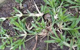 Image result for Dactyloctenium australe