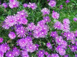 Names and pictures of all flowers. Vivid Pink Fig Marigold Flowers In Spring Stock Photo Picture And Royalty Free Image Image 21201371