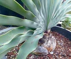 Image result for Boophone disticha