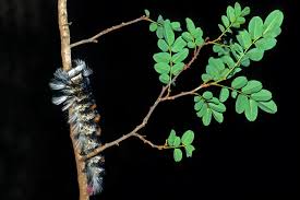 Image result for Dalbergia nitidula