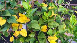 The shape and size of the spots varies, but most leaf spot diseases aren't hibiscus plants don't require fungicide treatments for leaf spots. Hibiscus Leaves Turning Yellow With Brown Spots