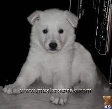 White german shepherd puppies for sale in missouri. I Want This Snow White German Shepherd German Shepherd German Shepherd Puppies Shepherd