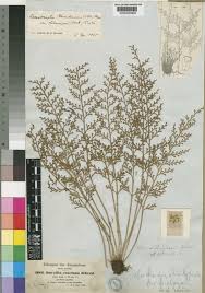 Image result for Asplenium theciferum