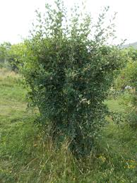 Image result for indiánská borůvka obrázek