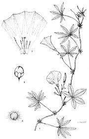 Image result for Ixora kalehensis