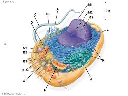 We did not find results for: Campbell Biology In Focus Urry Cain Wasserman Minorsky