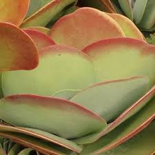 Kalanchoe Luciae Paddle Plant Flapjacks Limited Paddle Plant Succulents Plants