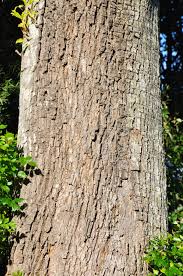 Image result for Neocussonia umbellifera