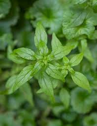 Image result for Parietaria