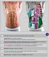 Anatomy of the abdominal cavity: Male Abdominals From Anatomy For Sculptors Anatomy For Artists Body Anatomy Anatomy Tutorial