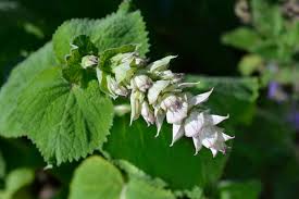 Image result for Salvia sclarea