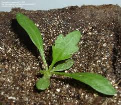 Plantfiles Picture 13 Of Shasta Daisy Leucanthemum X Superbum Flower Seedlings Seedlings Propagating Plants