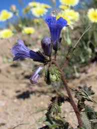 Image result for Hydrophyllaceae