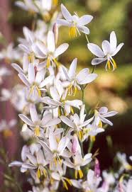 Image result for Hesperantha petitiana