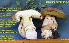 Image result for Boletus projectelloides