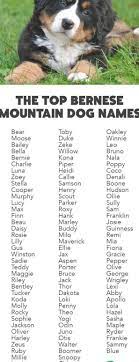 We Ve Rounded Up The Top Names For Bernese Mountain Dogs And Puppies Cute Names For Dogs Dog Names Mountain Dogs
