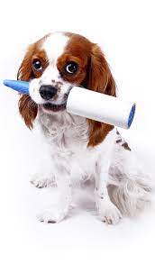 How To Get Dog Hair Off Clothes A Simple Guide