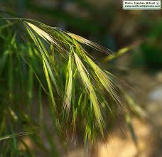 Image result for Bromus diandrus