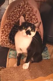 If the hip dislocates it needs to be relocated in the emergency room with sedation or in the operating room under anesthetic. Greater Victoria Non Profit Desperately Needs Donations To Save Rescued Cat S Leg Victoria News