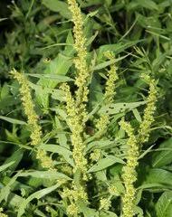 Image result for Rumex lanceolatus
