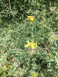 Ein normaler, gut durchlässiger boden bietet alle voraussetzungen für ein gesundes wachstum der pflanze. Visit The Garden Rogerson Clematis Garden