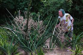 Image result for Rhodopentas bussei