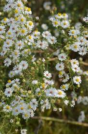Image result for Aster