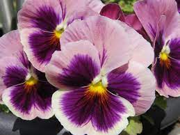 10 Trendiest Flowers Home And Garden Pansies Flowers Pansies Pansy Garden
