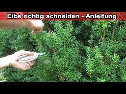 eibe richtig schneiden taxus baccata zuruckschneiden anleitung wie wann zeitpunkt schnittbuchs youtube eibe anleitungen eibe schneiden