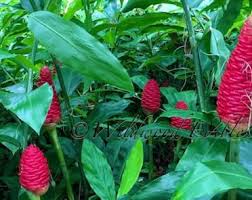 Image result for Rhigozum zambesiacum