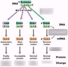 Mutation simulation by biology roots teachers pay teachers / final analysis there are three mutations you explored in this activity. What Is A Mutation Quizlet