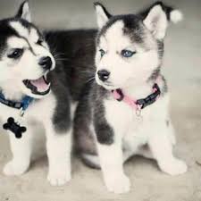 Husky puppies are so popular because they are adorably friendly and relatively easy to groom. Yxxottbkfpqcgm