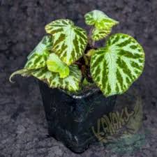 Image result for Polystachya virginea