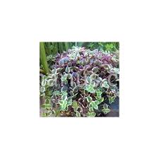 Calico kitten crassula pellucida variegata although these species grow rather short, calico kitten succulents are very popular because of its attractive colors. Kaufen Crassula Pellucida Ssp Marginalis Variegata Mit Canarius