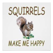 Dead Squirrels That Is I Can T Stand Live Squirrels Shoot Em Trap Em Catch Em Kill Em Only Good Squirrel Is A D Squirrel Funny Squirrel Pictures Squirrel