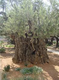 Garden Of Gethsemane How Awesome It Would Be To Walk Here Garden Of Gethsemane Unique Trees Olive Tree
